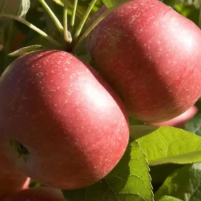 Malus domestica ‘Geneva Early’ (Obelis naminė)