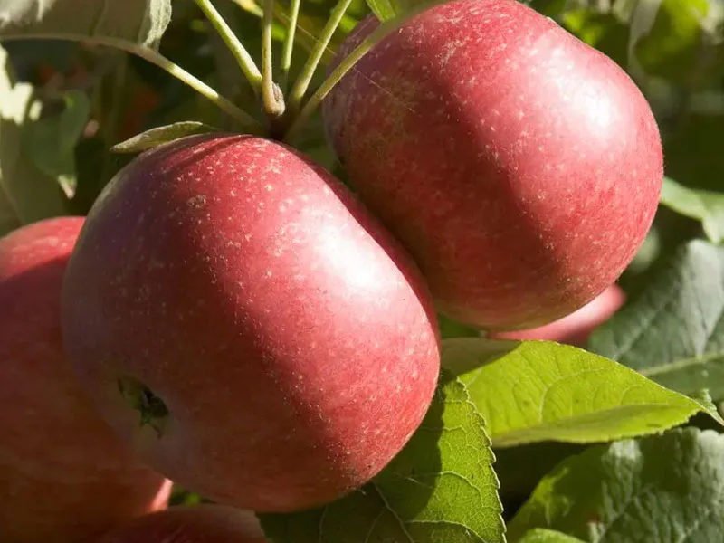 Malus domestica ‘Geneva Early’ (Obelis naminė)