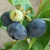 Vaccinium corymbosum ‘Earlyblue‘ (Šilauogė aukštoji)