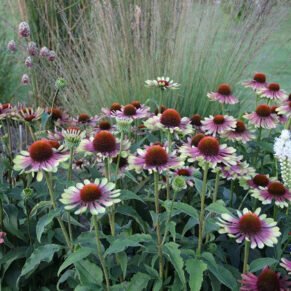 Echinacea purpurea 'Green Twister' (Ežiuolė rausvažiedė)