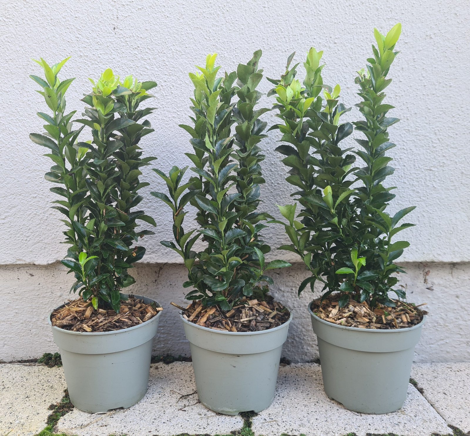 Euonymus japonicus ‘Green Spire‘ (Ožekšnis japoninis)