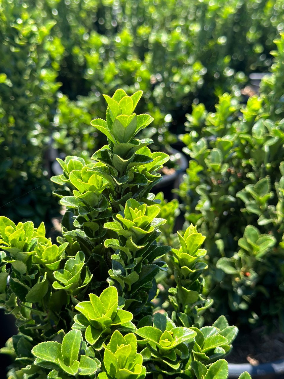 Euonymus japonicus ‘Green Spire‘ (Ožekšnis japoninis)