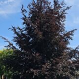 Fagus sylvatica ‘Atropunicea‘ (Bukas paprastasis)