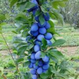 Prunus domestica ‘Fruco’ (Slyva naminė)