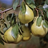 Pyrus communis ‘Jules Guyot’ (Kriaušė paprastoji)