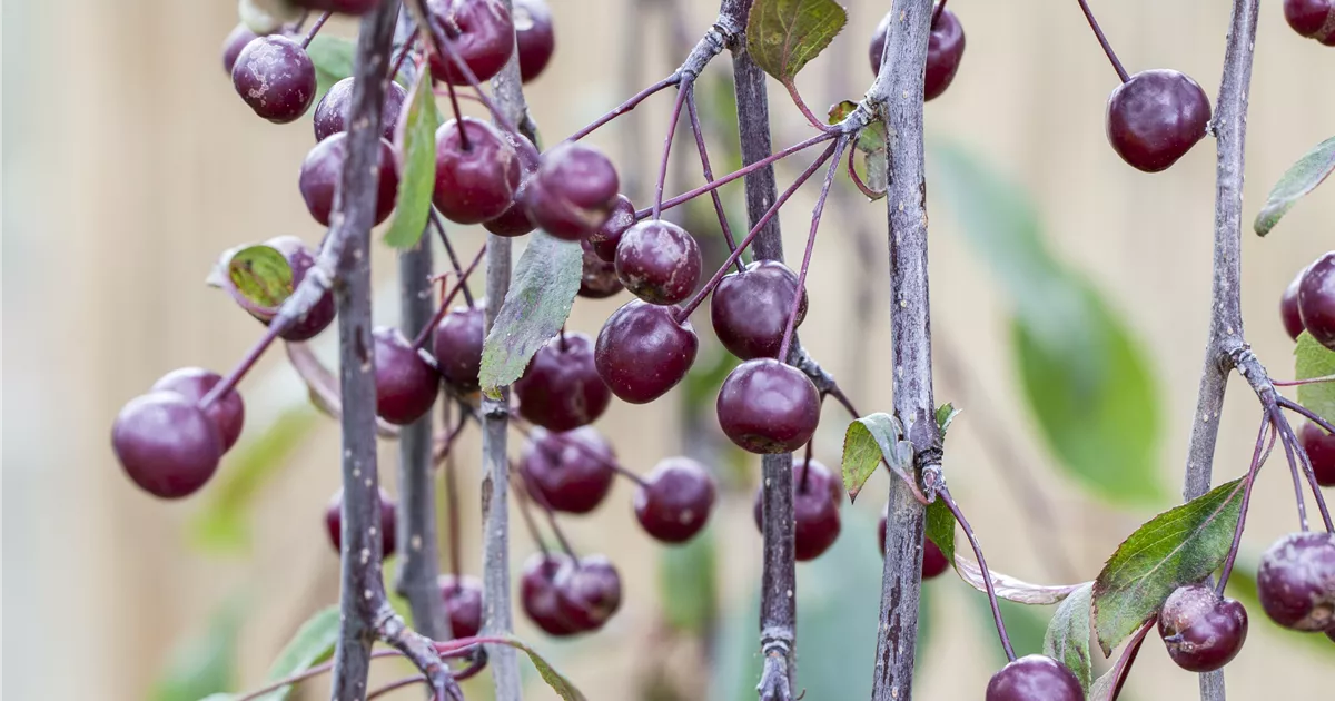 Malus ‘Royal Beauty‘ (Obelis)