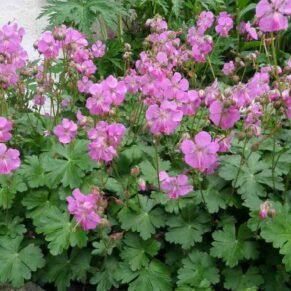 Geranium cantabrigiense ‘Karmina’ (Snaputis)