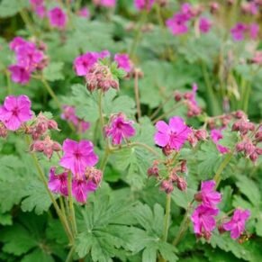 Geranium macrorrhizum ‘Czakor’ (Snaputis stambiašaknis)