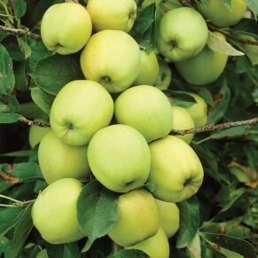 Malus domestica ‘Golden Delicious’  (Obelis naminė)