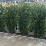 Miscanthus sinensis ‘Gracillimus‘ (Miskantas kininis)