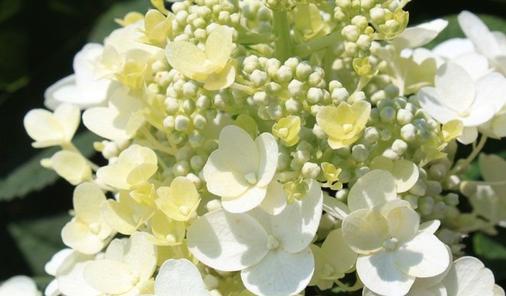 Hydrangea paniculata ‘Baby Lace‘ (Hortenzija šluotelinė)