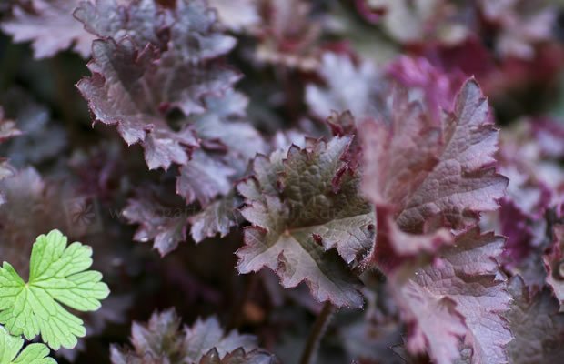 Heuchera ‘Purple Peticoas‘ (Alūnė)