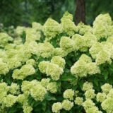 Hydrangea paniculata ‘Little Lime‘ (Hortenzija šluotelinė)