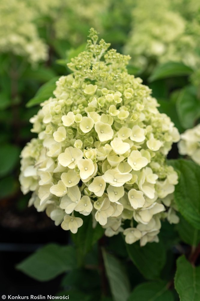 Hydrangea paniculata ‘Living Summer Snow‘ (Hortenzija šluotelinė)