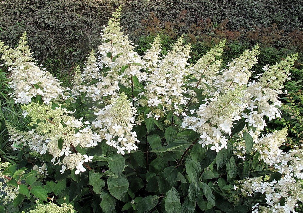 Hydrangea paniculata ‘Unique‘ (Hortenzija šluotelinė)