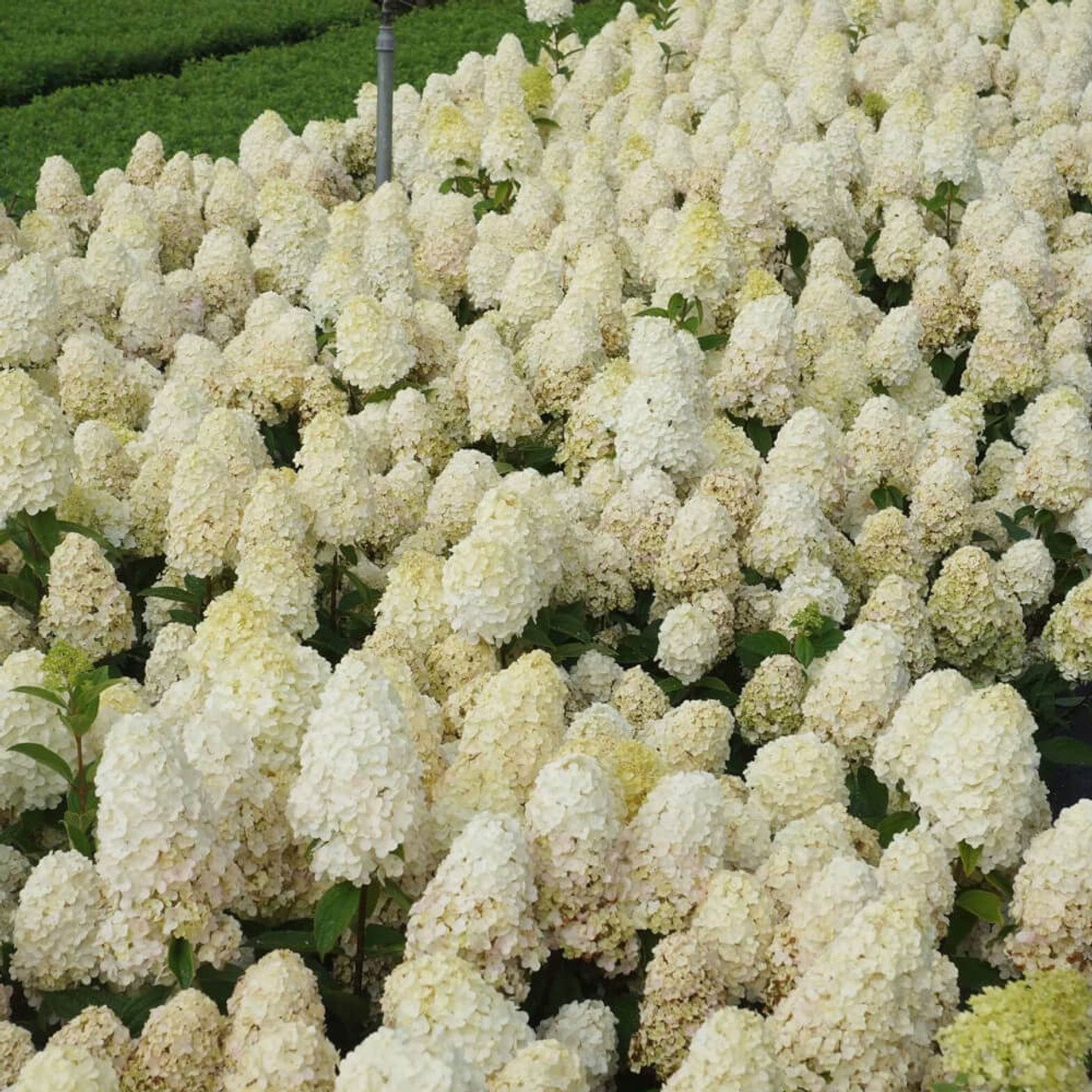 Hydrangea paniculata ‘Baby Lace‘ (Hortenzija šluotelinė)