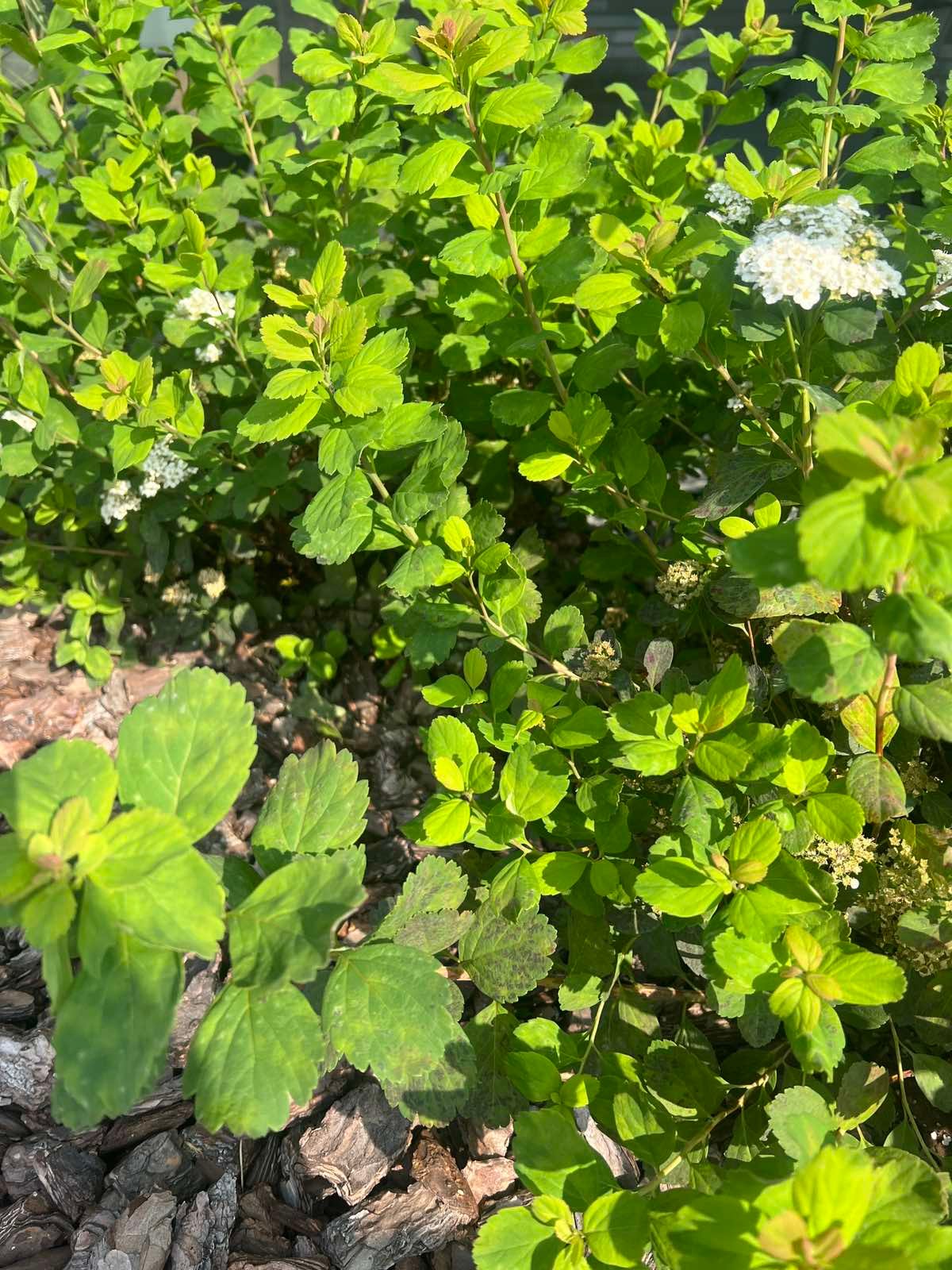Spirea betulifolia ‘Tor‘ (Lanksva beržalapė)