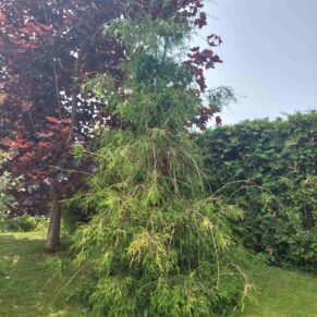 Thuja occidentalis ‘Filiformis‘ (Tuja vakarinė)