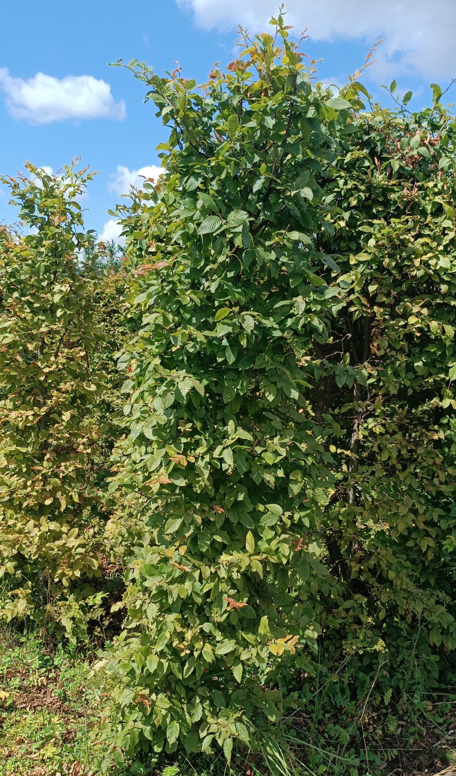 Carpinus betulus (Skroblas paprastasis)