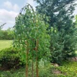 Betula pendula ‘Youngii‘ (Beržas karpotasis)