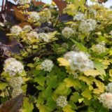 Physocarpus opulifolius ‘Dart‘s Gold‘ (Pūslenis putinalapis)