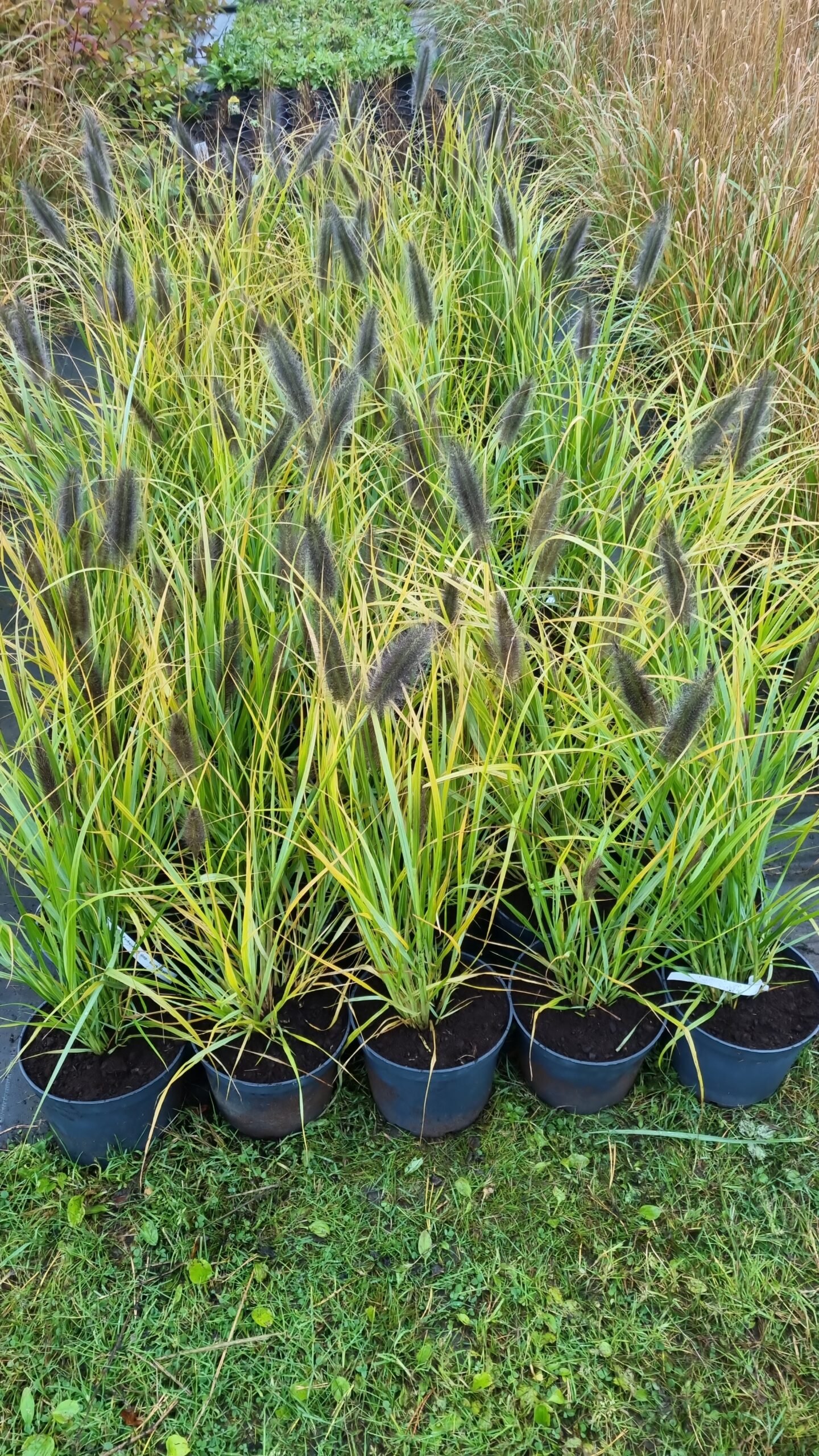 Pennisetum alopecuroides ‘Red Head‘ (Soruolė plaukuotoji)