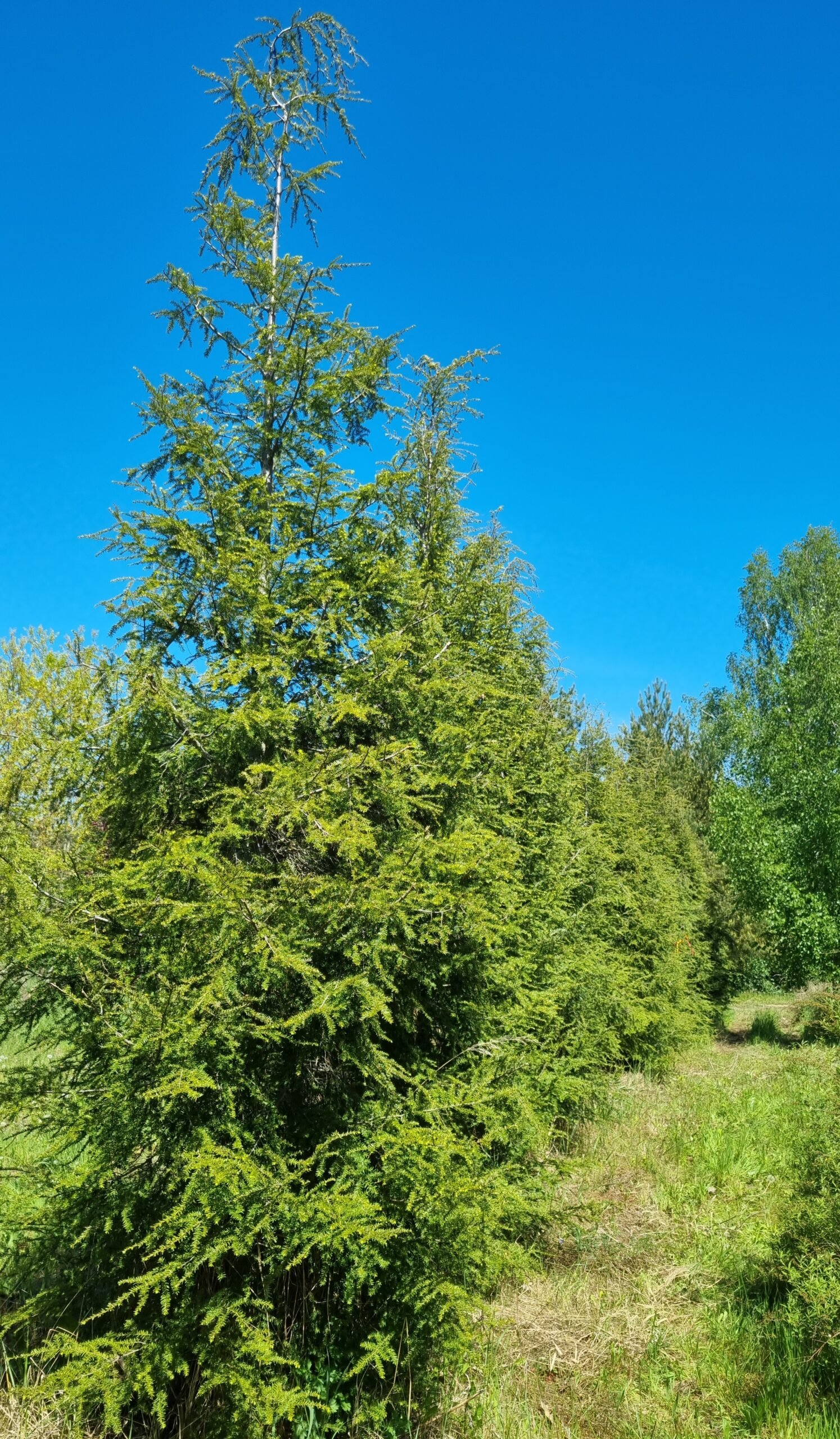 Tsuga canadensis (Cūga kanadinė)