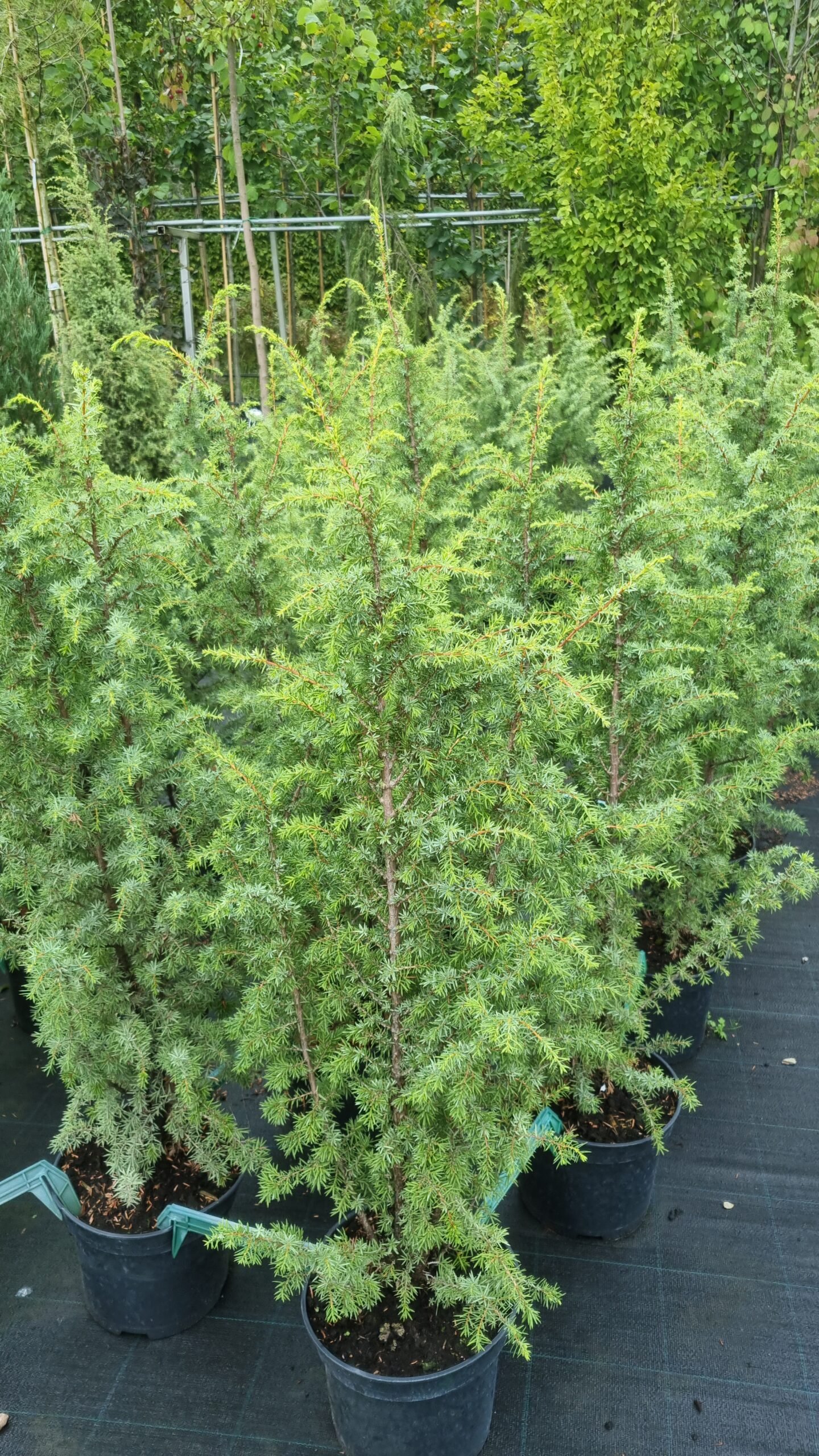 Juniperus communis ‘Meyer‘ (Kadagys paprastasis)