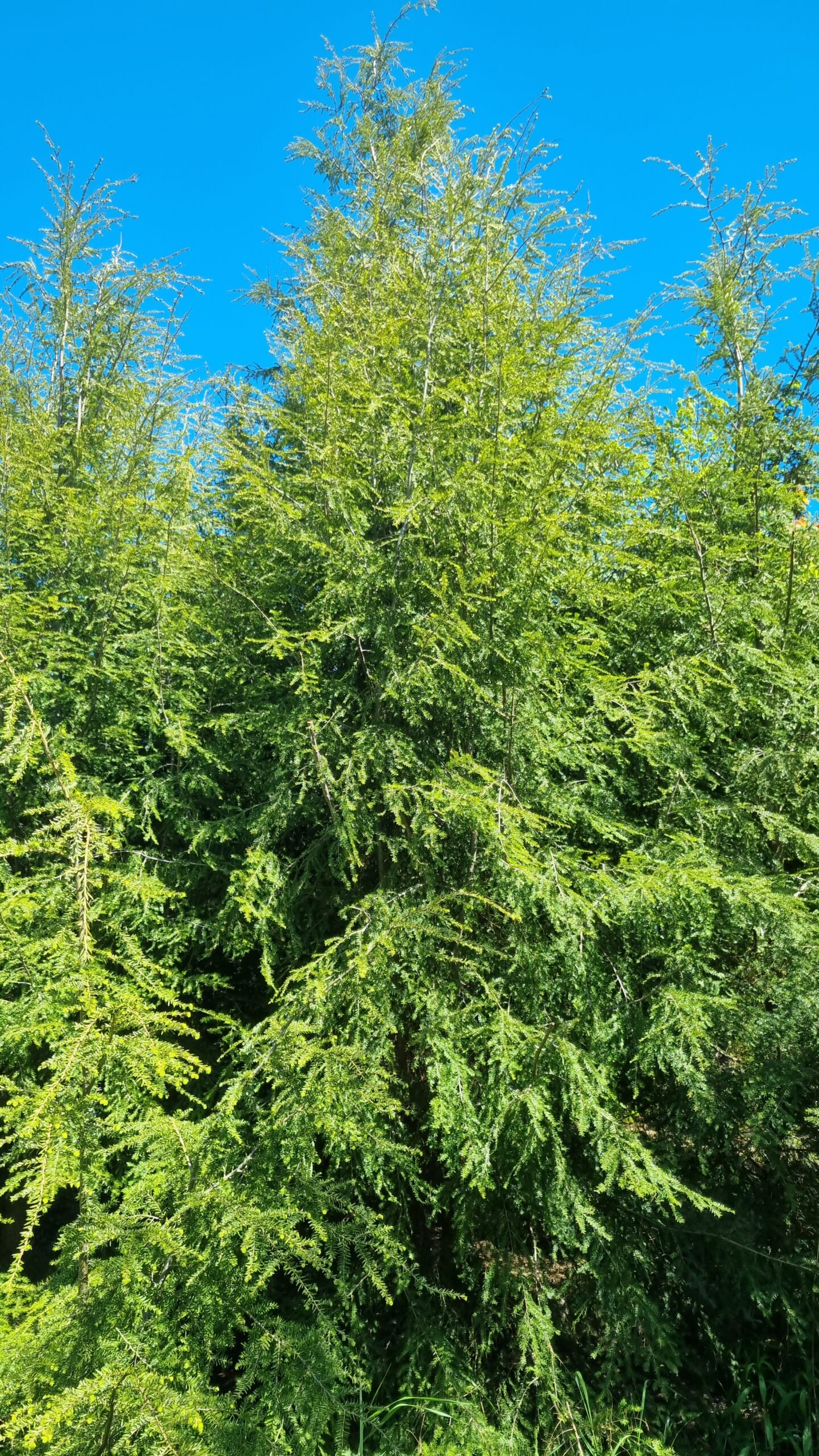 Tsuga canadensis (Cūga kanadinė)