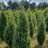 Juniperus communis ‘Hibernica‘ (Kadagys paprastasis)