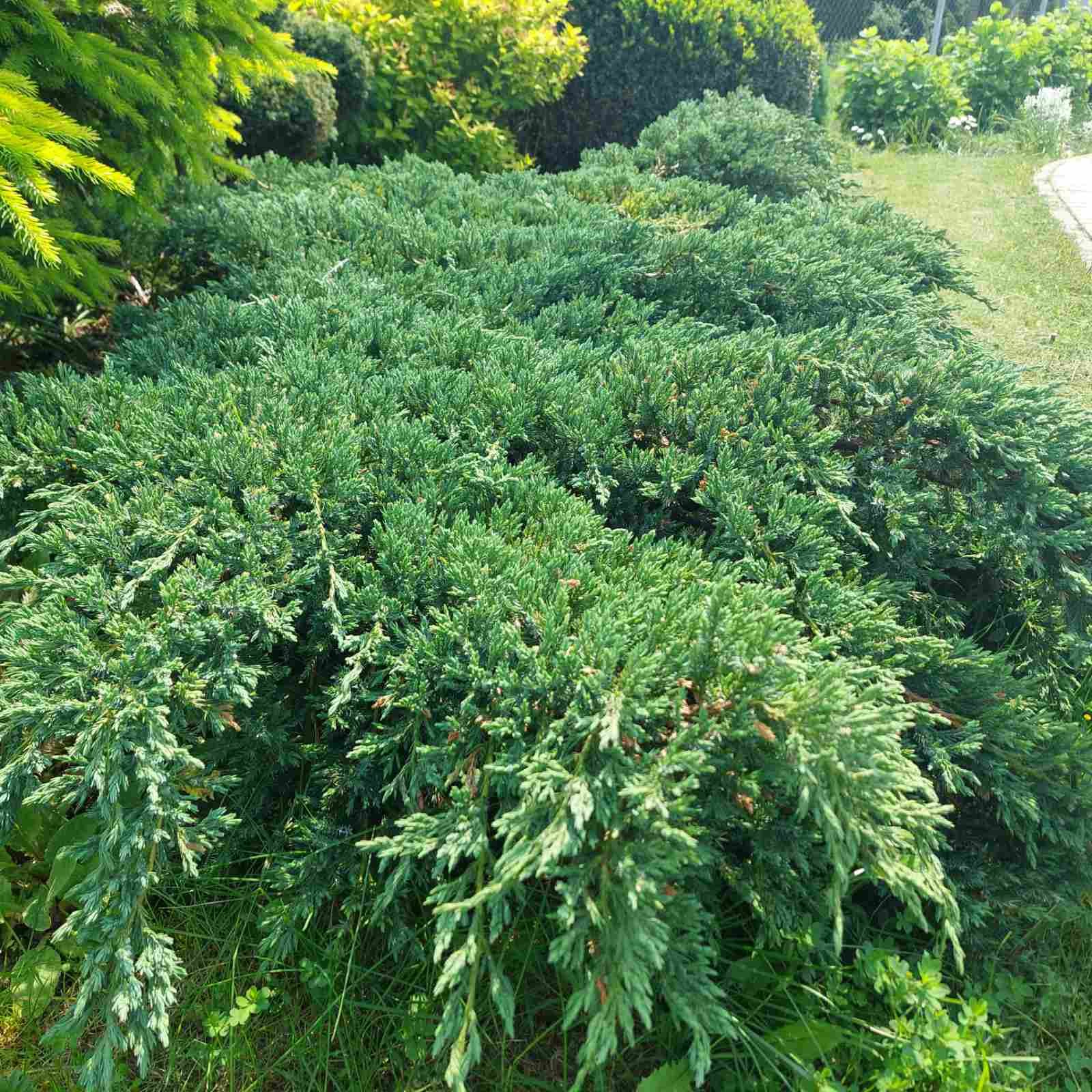Juniperus squamata ‘Blue Carpet‘ (Kadagys žvyniuotasis)