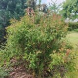 Spirea japonica ‘Crispa‘ (Lanksva japoninė)