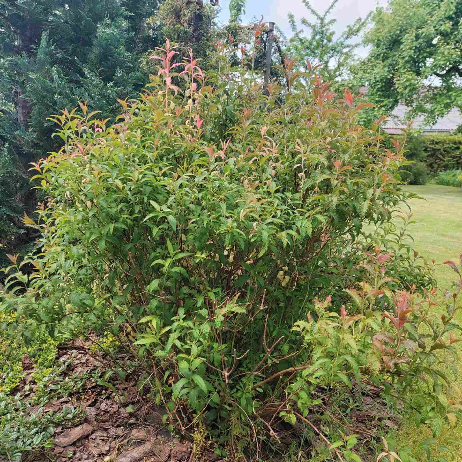 Spirea japonica ‘Crispa‘ (Lanksva japoninė)
