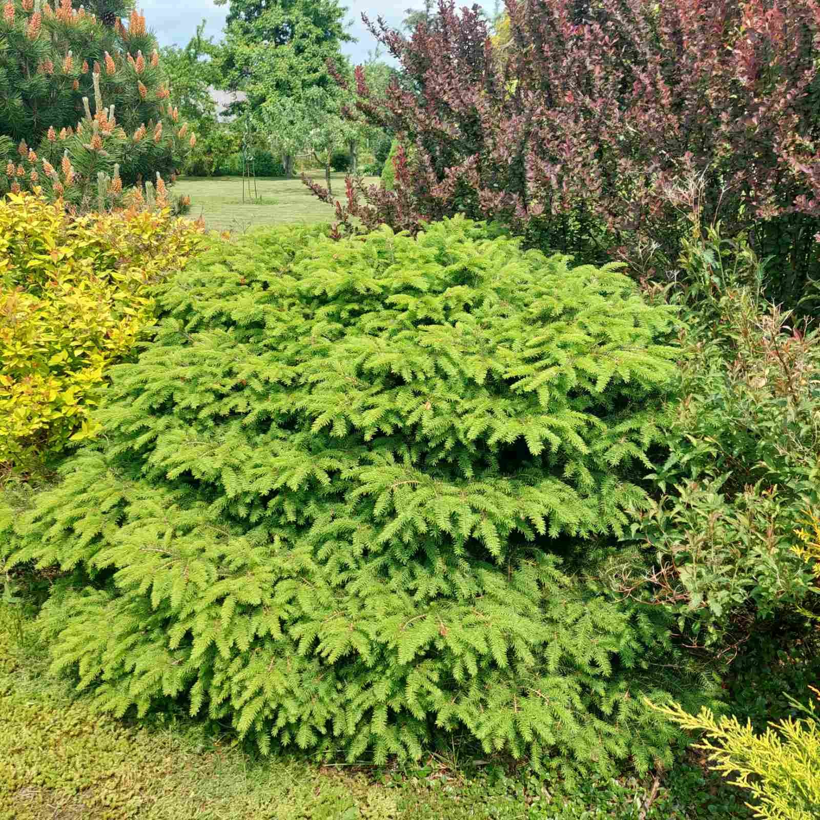 Picea abies ‘Nidiformis‘ (Eglė paprastoji)
