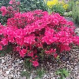 Rhododendron japonicum ‘Maruschka‘ (Rododendras japoninis, azalija)