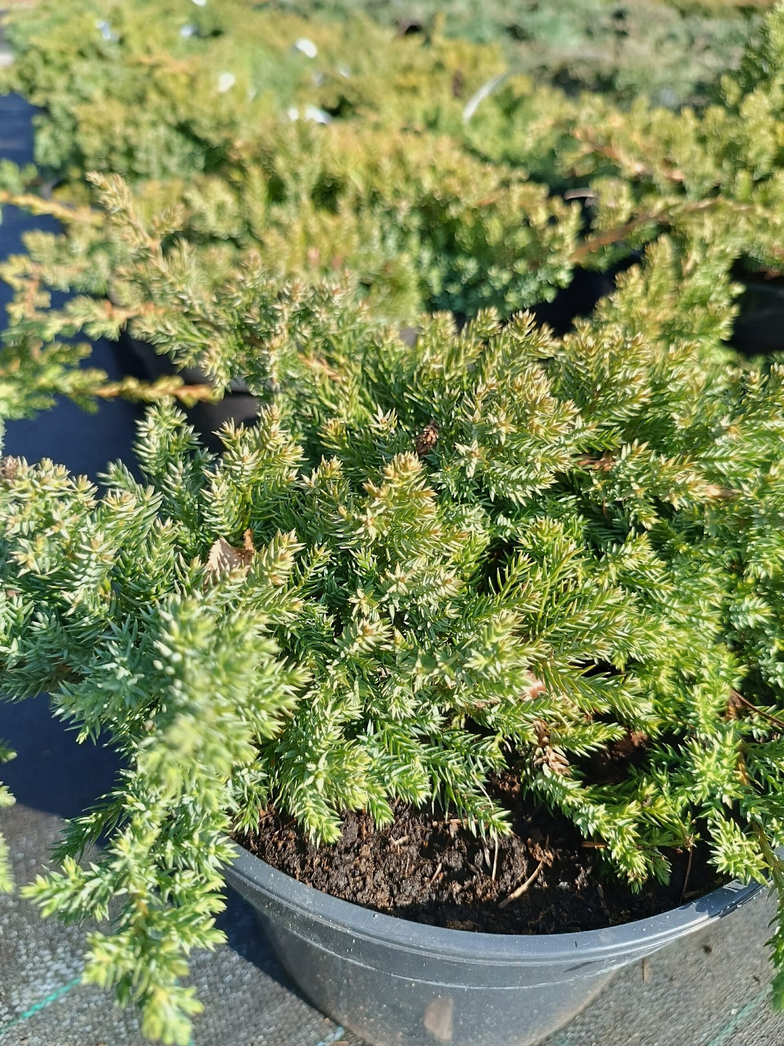 Juniperus procumbens ‘Nana‘ (Kadagys šliaužiantysis)
