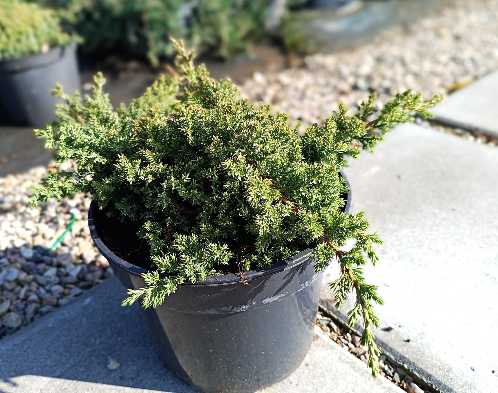 Juniperus procumbens ‘Nana‘ (Kadagys šliaužiantysis)