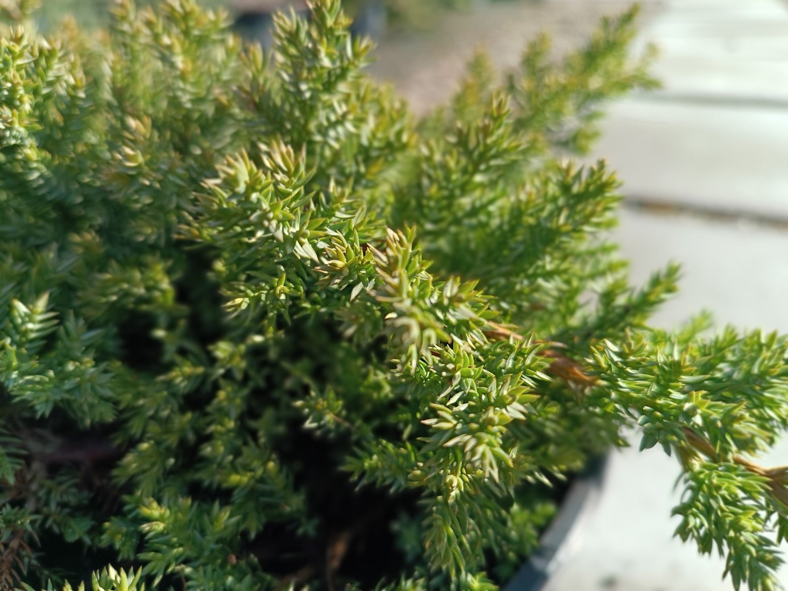 Juniperus procumbens ‘Nana‘ (Kadagys šliaužiantysis)