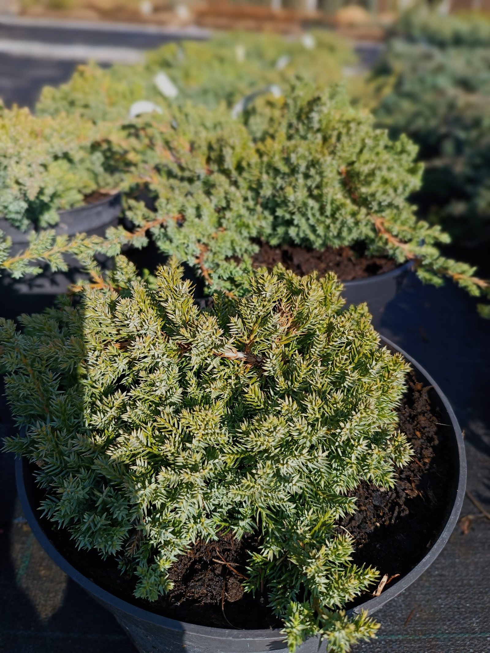 Juniperus procumbens ‘Nana‘ (Kadagys šliaužiantysis)