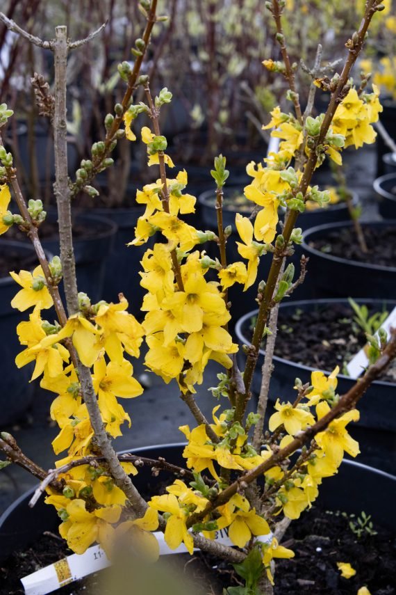Forsythia x intermedia ‘Goldzauber‘ (Forsitija tarpinė)