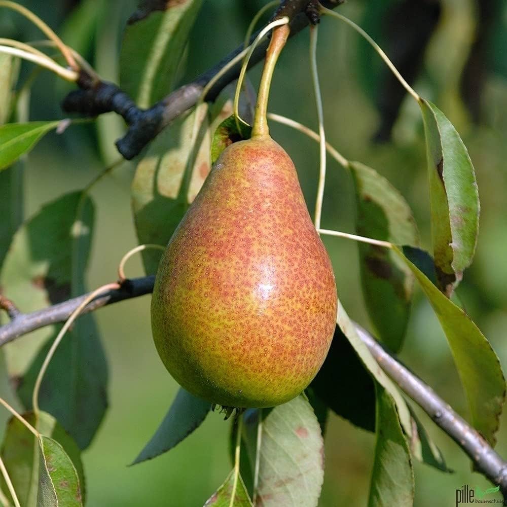 Pyrus communis 'Izolda' (Kriaušė paprastoji)