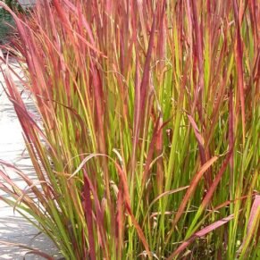 Imperata cylindrica (Imperata rytinė)