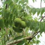 Junglan nigra (Juodasis riešutmedis)