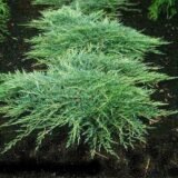 Juniperus horizontalis ‘Jade River‘ (Kadagys gulščiasis)