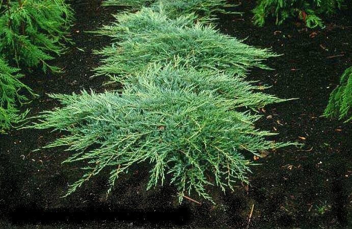 Juniperus horizontalis ‘Jade River‘ (Kadagys gulščiasis)