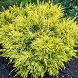 Juniperus horizontalis ‘Lime Glow‘ (Kadagys gulščiasis)