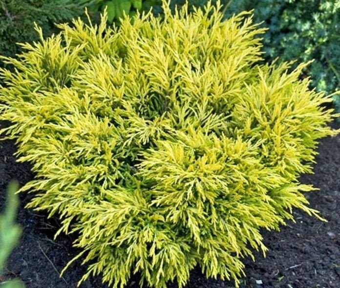Juniperus horizontalis ‘Lime Glow‘ (Kadagys gulščiasis)