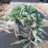 Juniperus horizontalis ‘Icee Blue‘ (Kadagys gulščiasis)