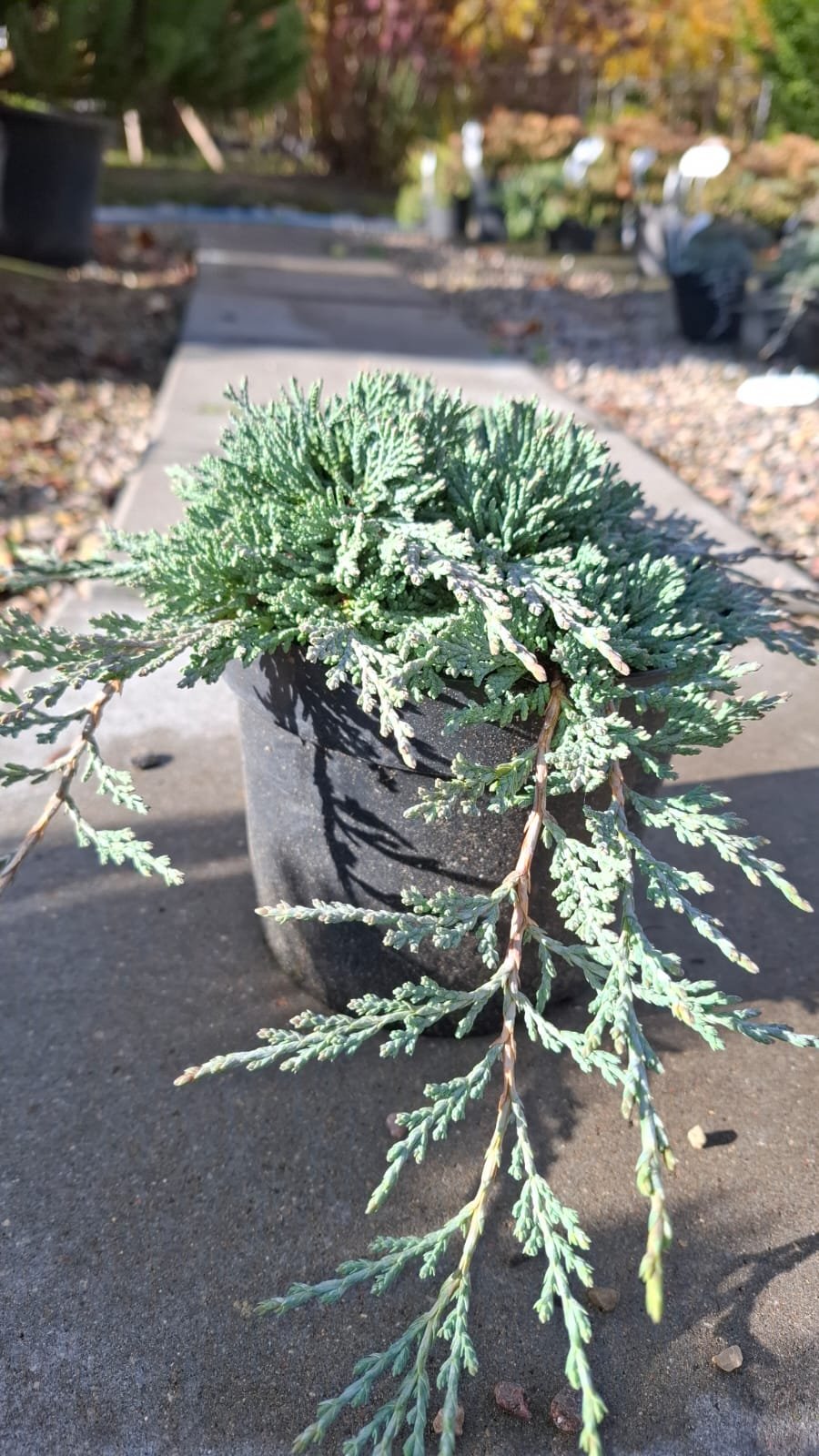 Juniperus horizontalis ‘Icee Blue‘ (Kadagys gulščiasis)