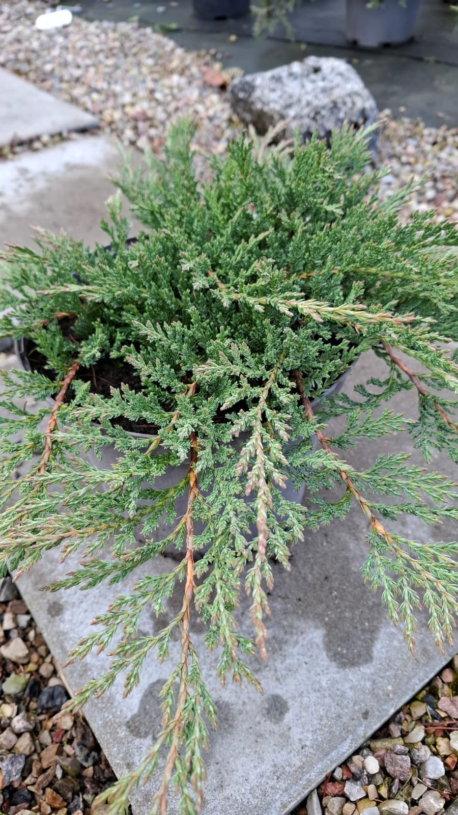 Juniperus horizontalis ‘Prince of Wales‘ (Kadagys gulščiasis)